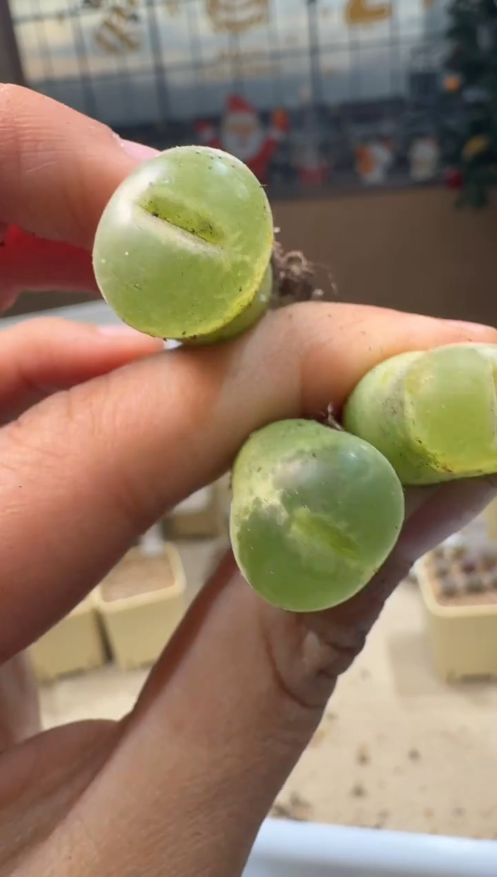 蛋*26-191多肉植物肉锥