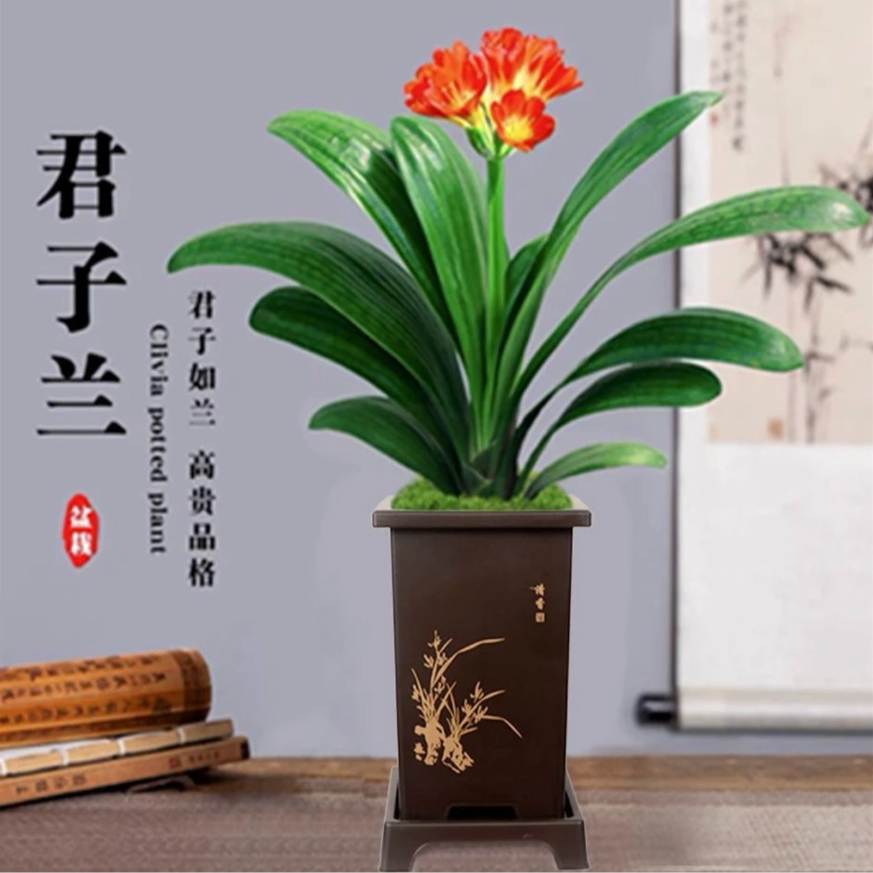 【新疆包邮】君子兰+建兰黄金彩虹 到手两盆  办公室 好养