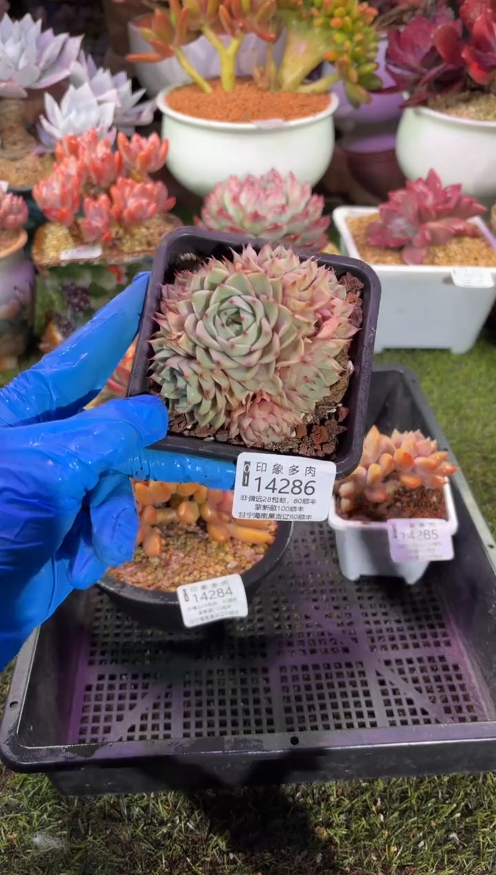 【闪购商品】14286