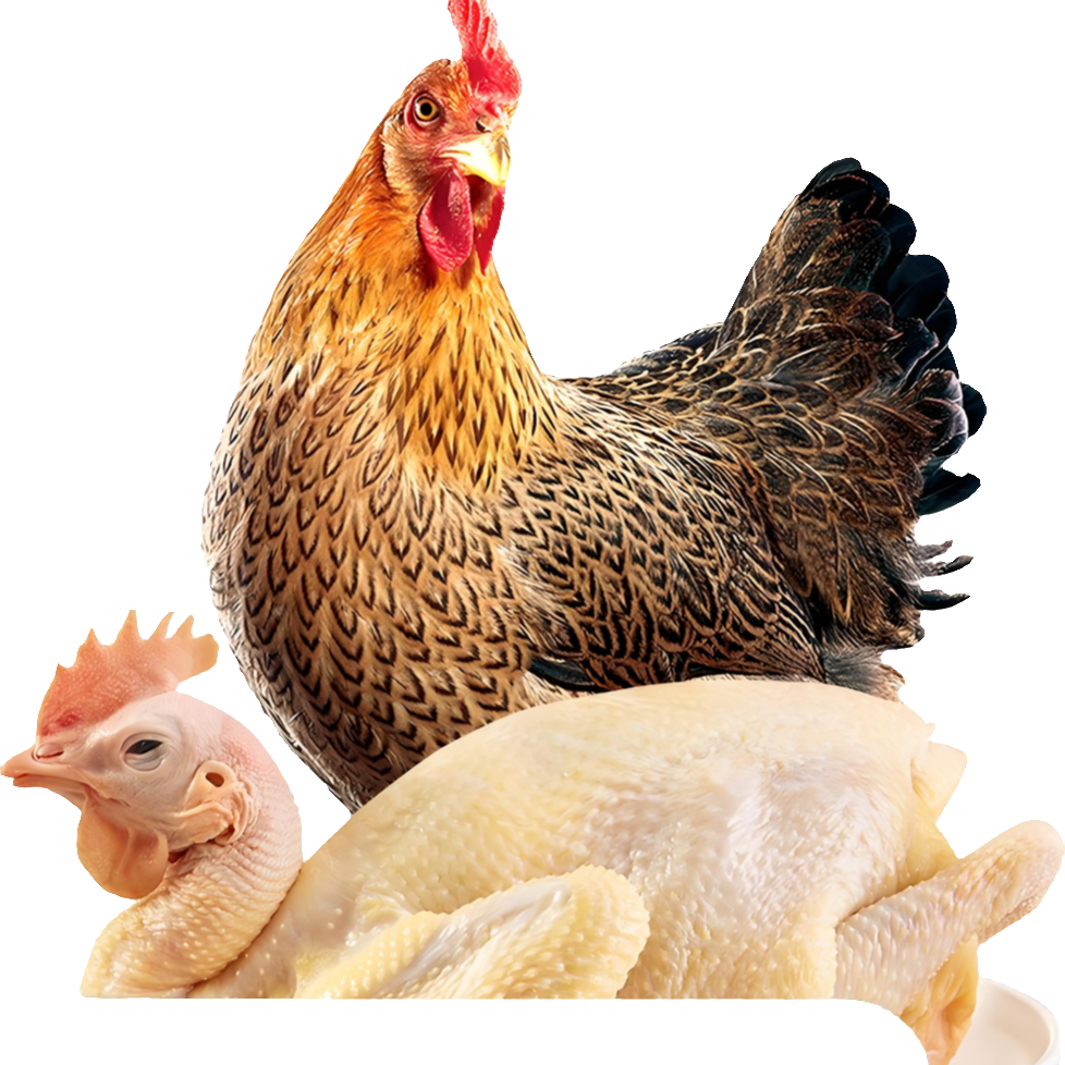 正宗广东麻鸡走地鸡一只尝鲜装