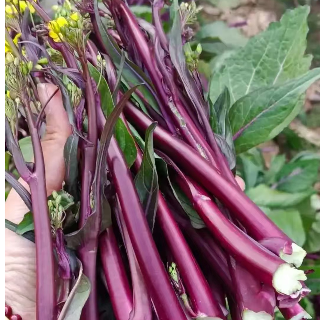 贵州露天农村自家种植直发现摘新鲜红菜苔紫菜苔