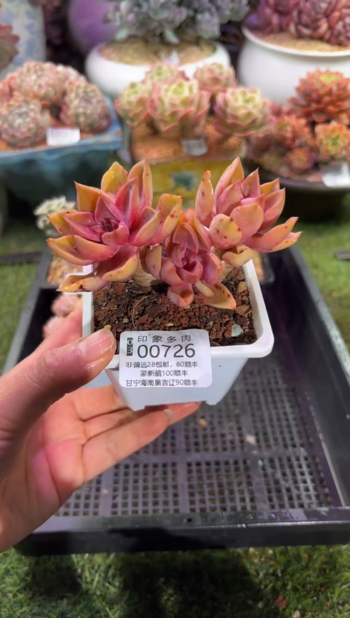 【闪购商品】00726