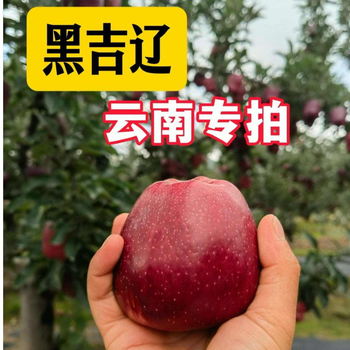 天水花牛苹果 【黑吉辽 云南】专拍链接 新鲜脆甜  普通快递
