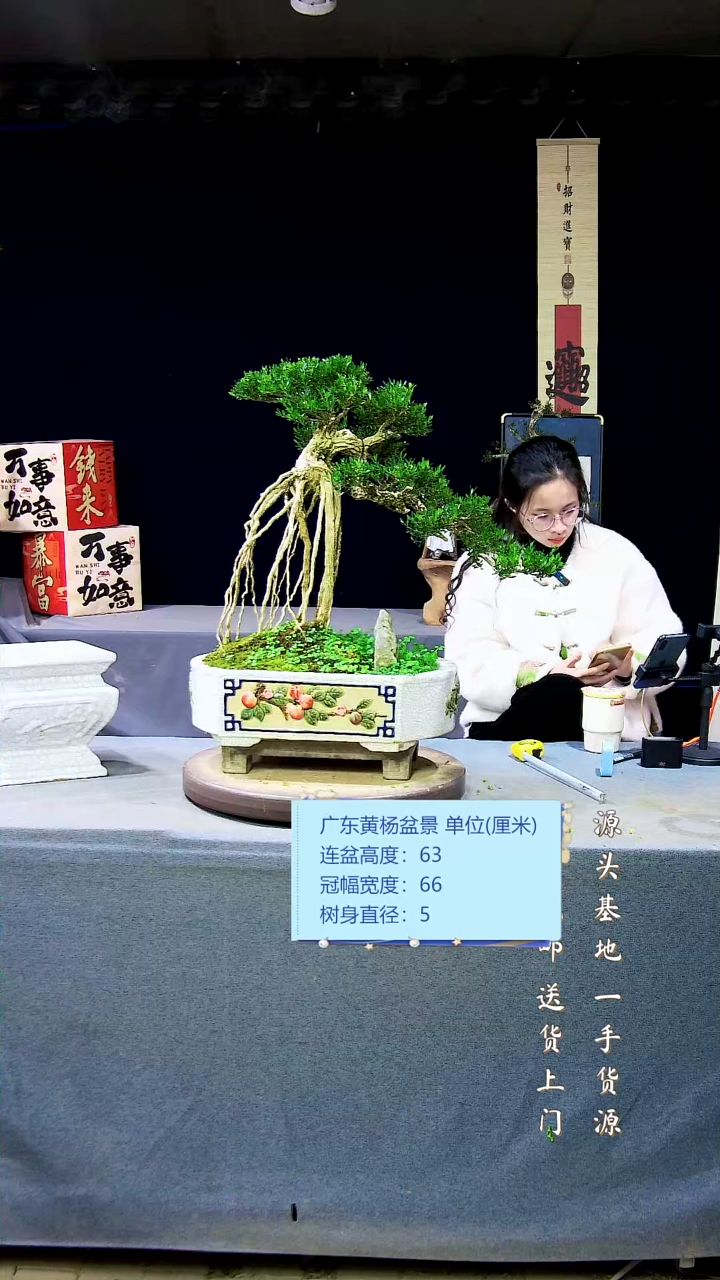 【闪购商品】雀舌黄杨盆景雀舌黄杨盆景