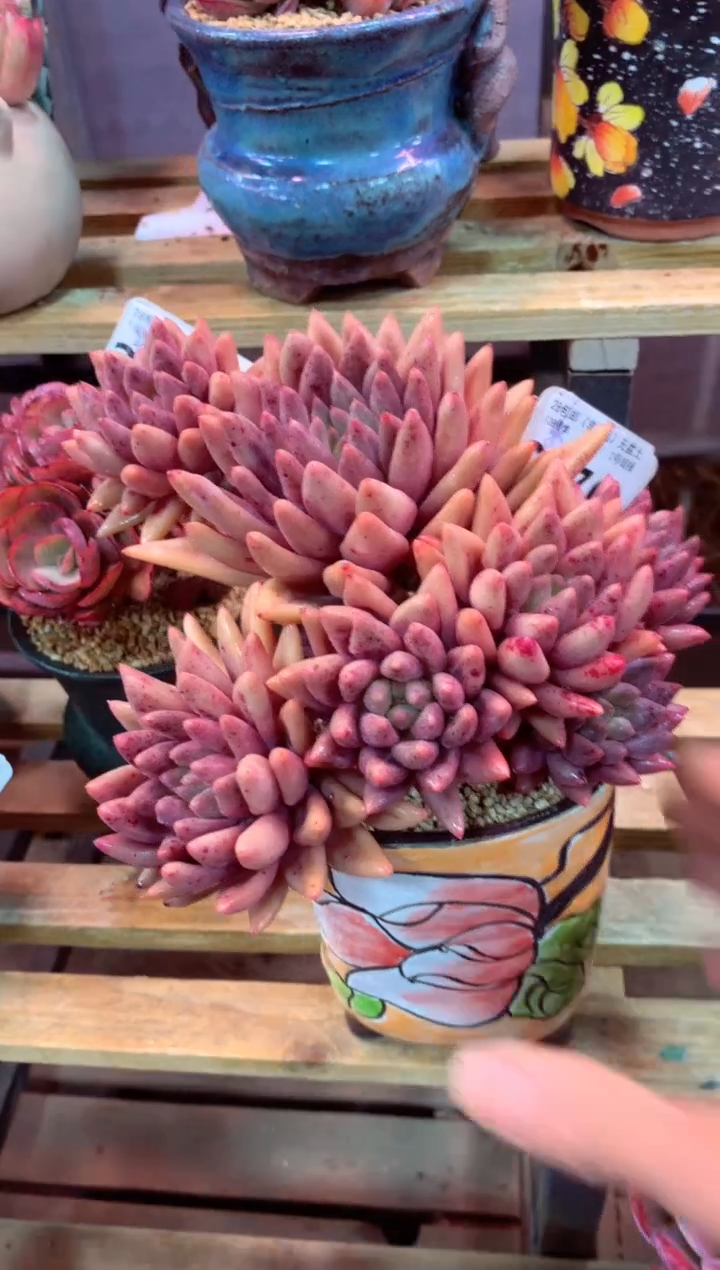 227C（一物一拍，精品多肉，w所见即所得 ）