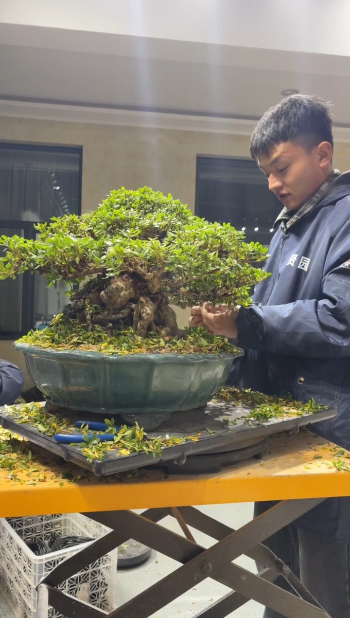 鹃之乐2号营养液10桶