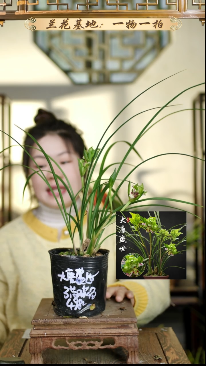 完全开放大唐3苗2花苞