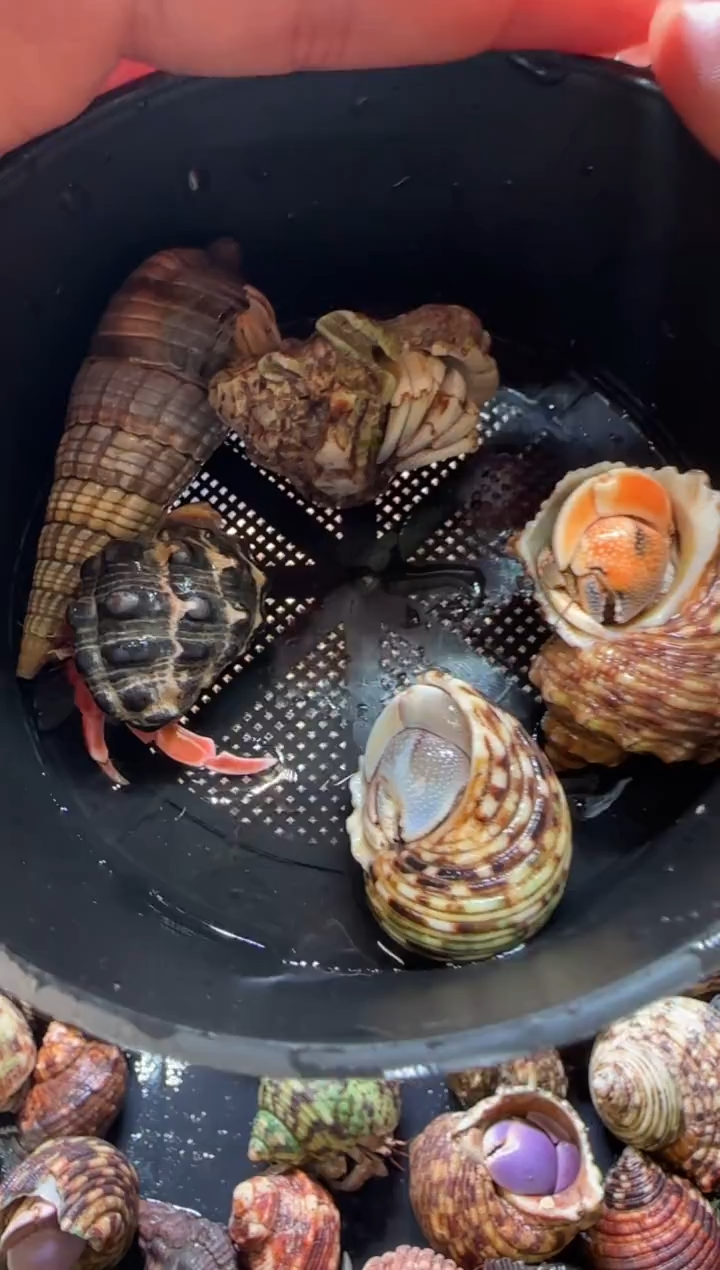 五只包活到手三只，不包全品