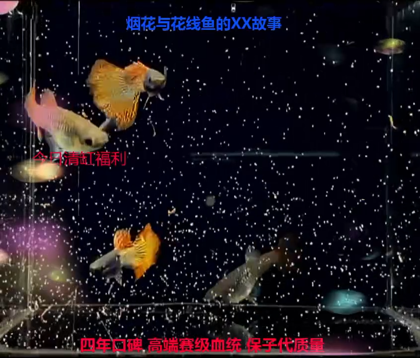孔雀鱼辰*赛线金属红蕾丝压成精品体验2对
