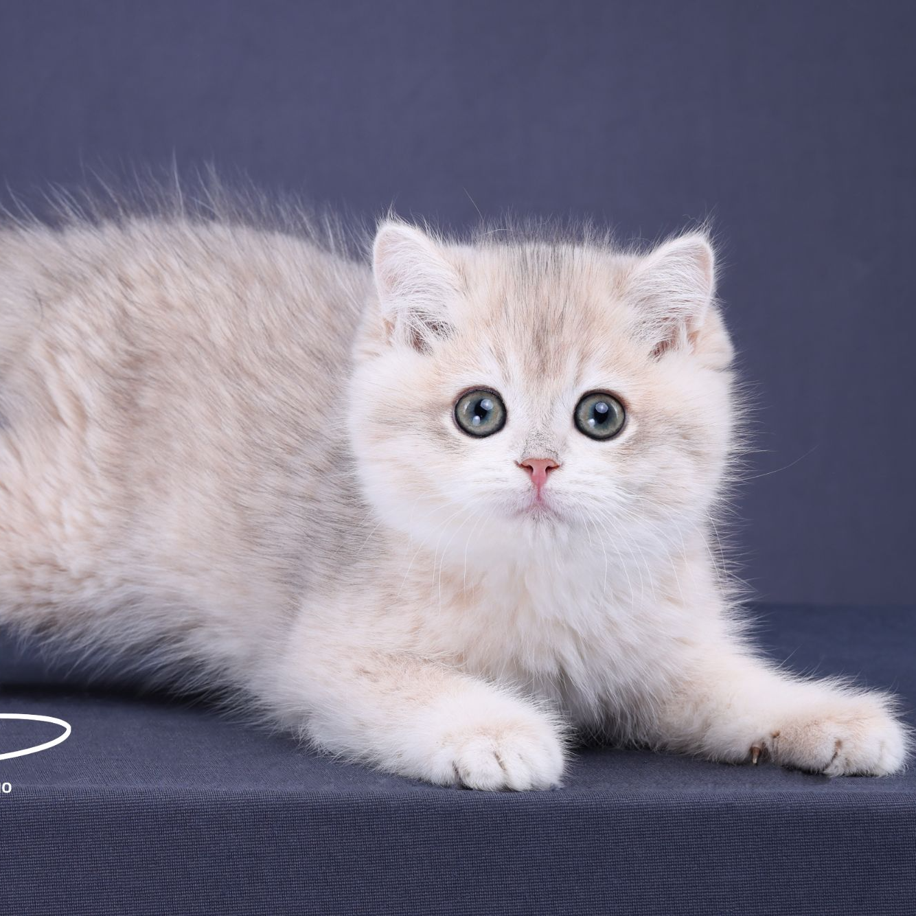 来了姊妹-蓝金英短猫 弟弟 17