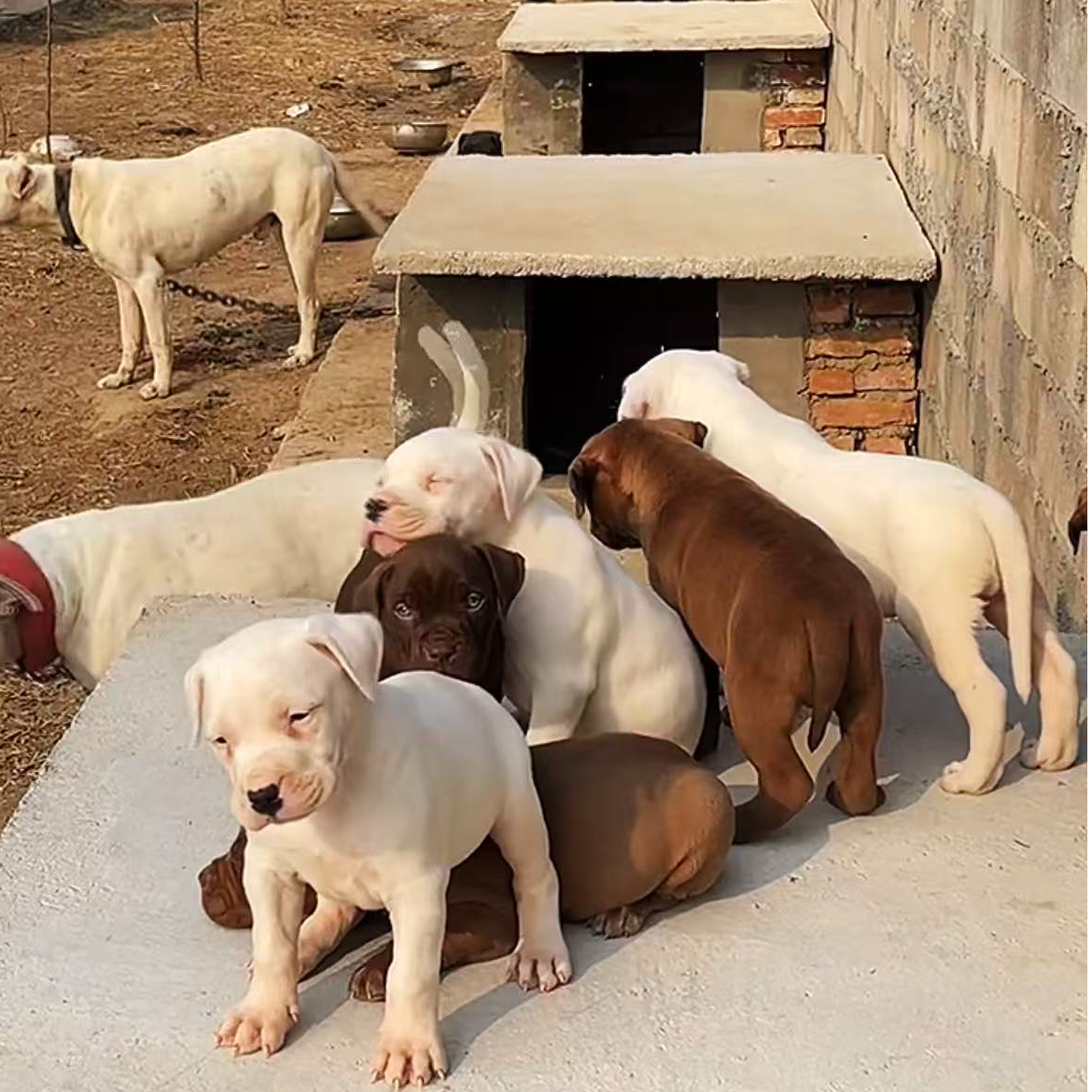 杜高犬狗狗活体链接
