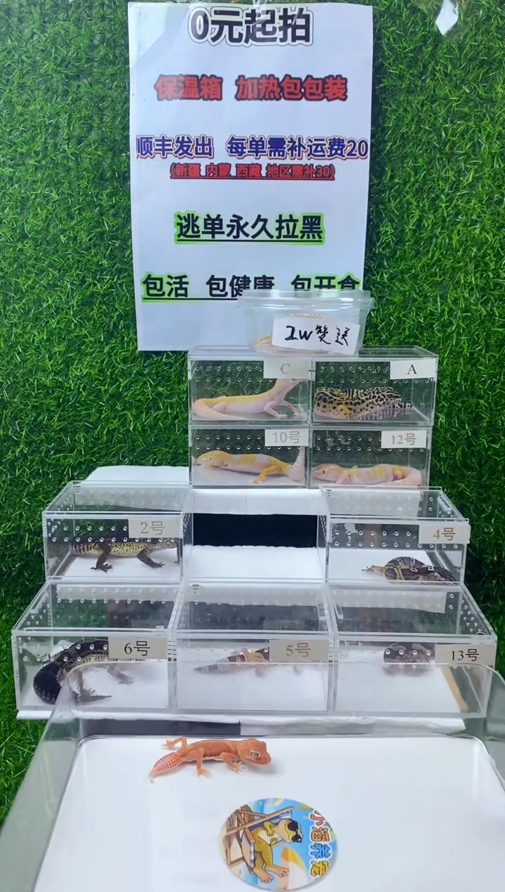 豹纹守宫豹纹守宫幼苗亚成体成体肥尾