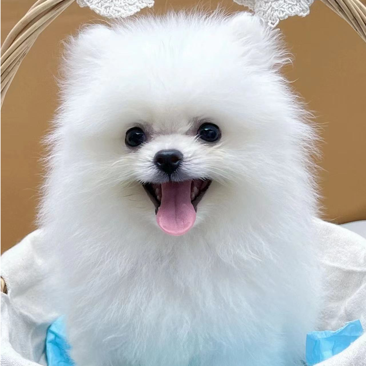 小小宠物博美定金链接