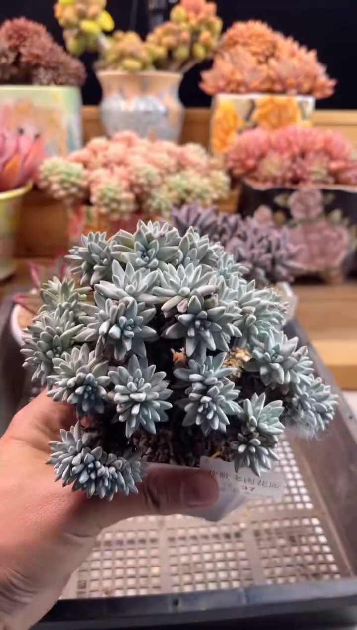 【闪购商品】2.14-37白菊