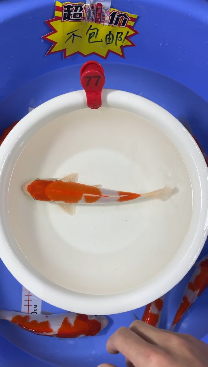 锦鲤活体二号链接