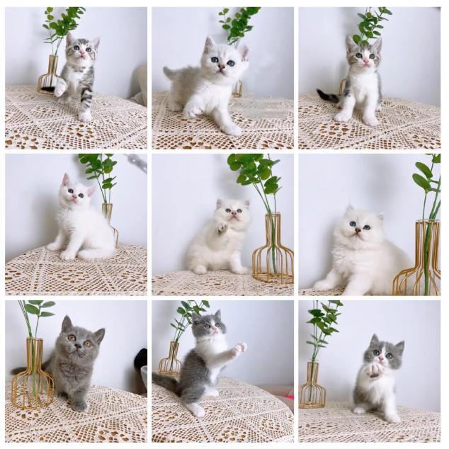 （欢禧猫屋)T猫猫活体