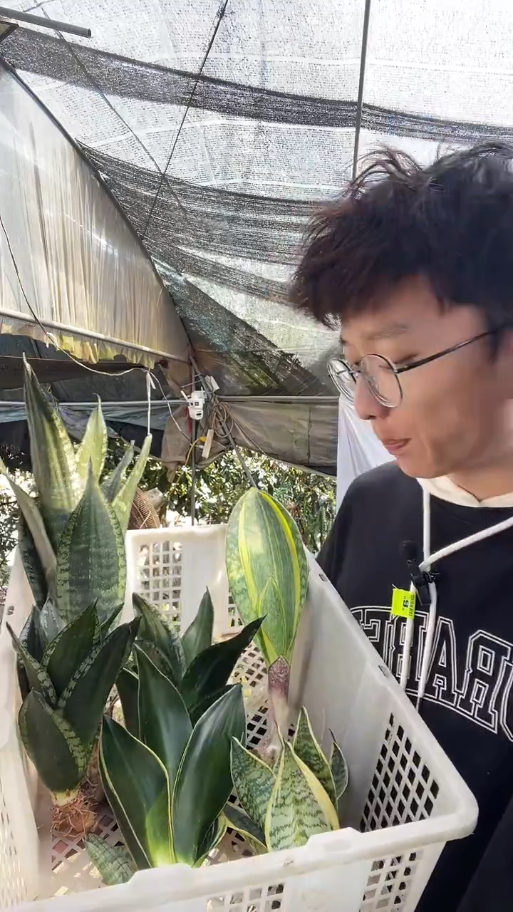 1黄金宝镜+2矮脚星空+1黑金丝+1繁星+2金虎+1佛手