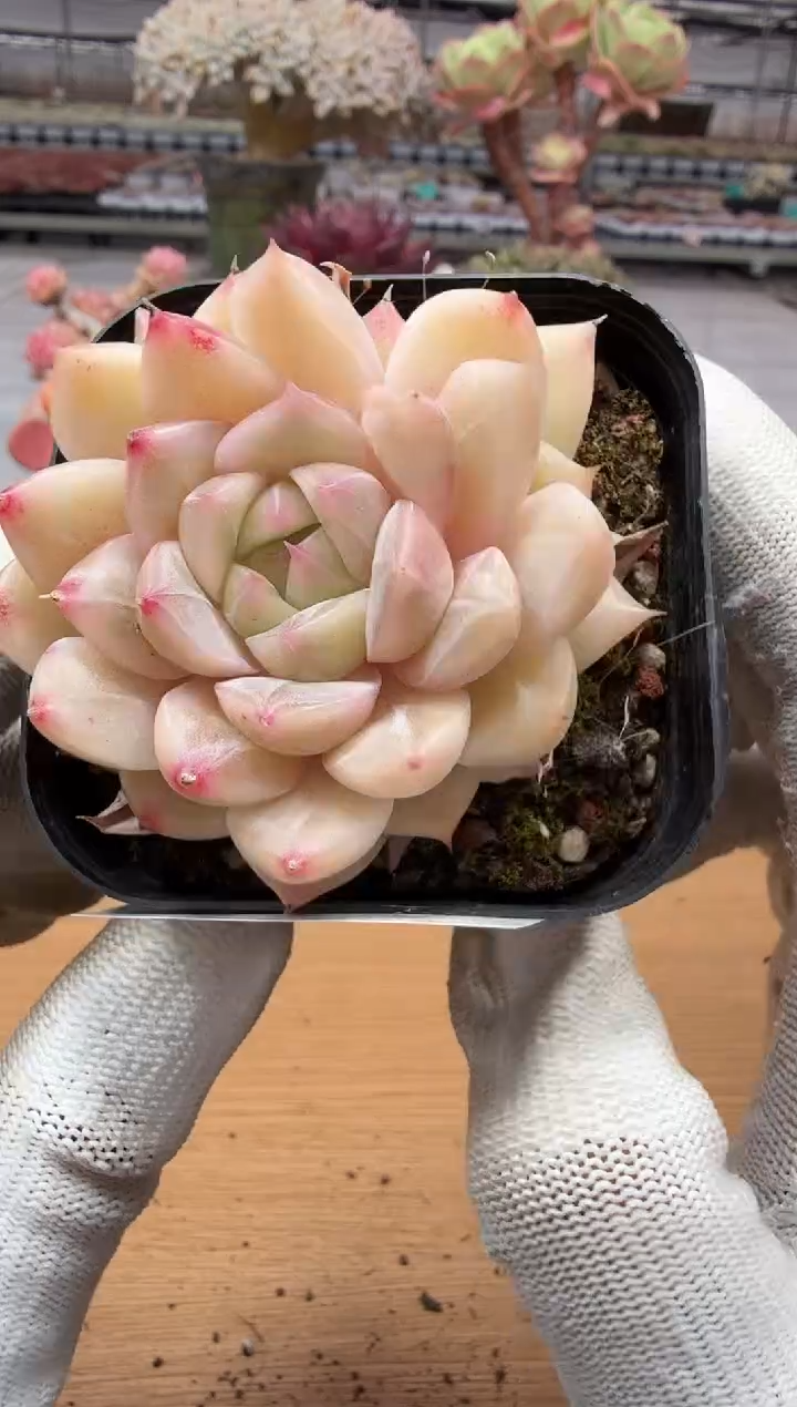 东云多肉园二店-212