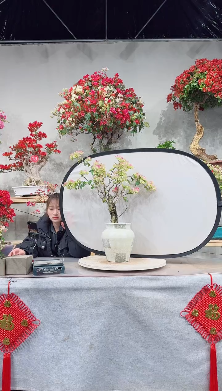 【闪购商品】盆景绿叶樱花