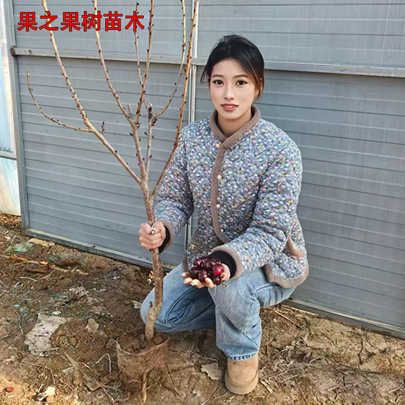 正宗嫁接黑珍珠车厘子树苗樱桃树苗盆栽地栽南北方可种原土美植袋