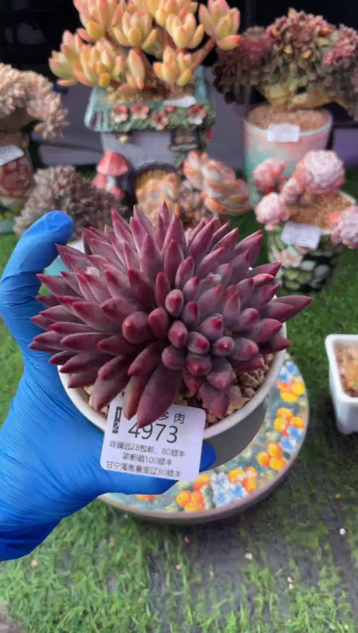 昆明印象多肉4973