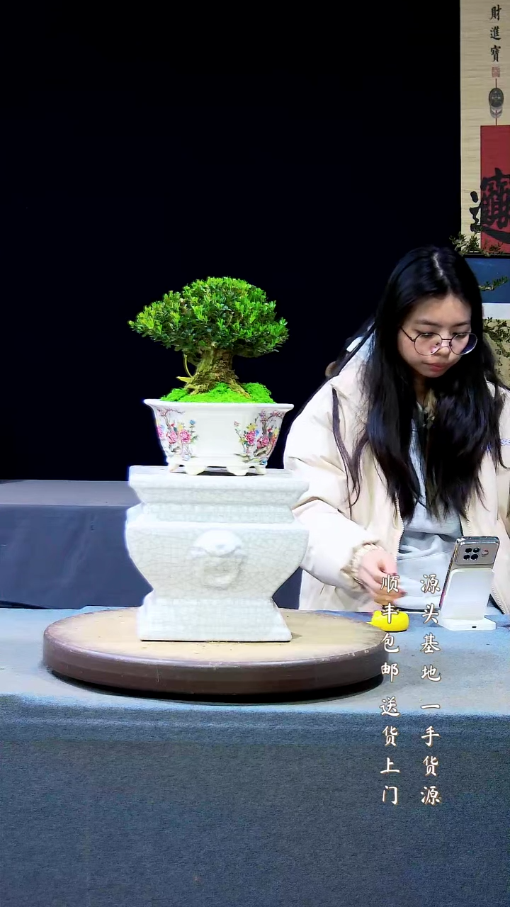 【闪购商品】雀舌黄杨盆景雀舌黄杨盆景