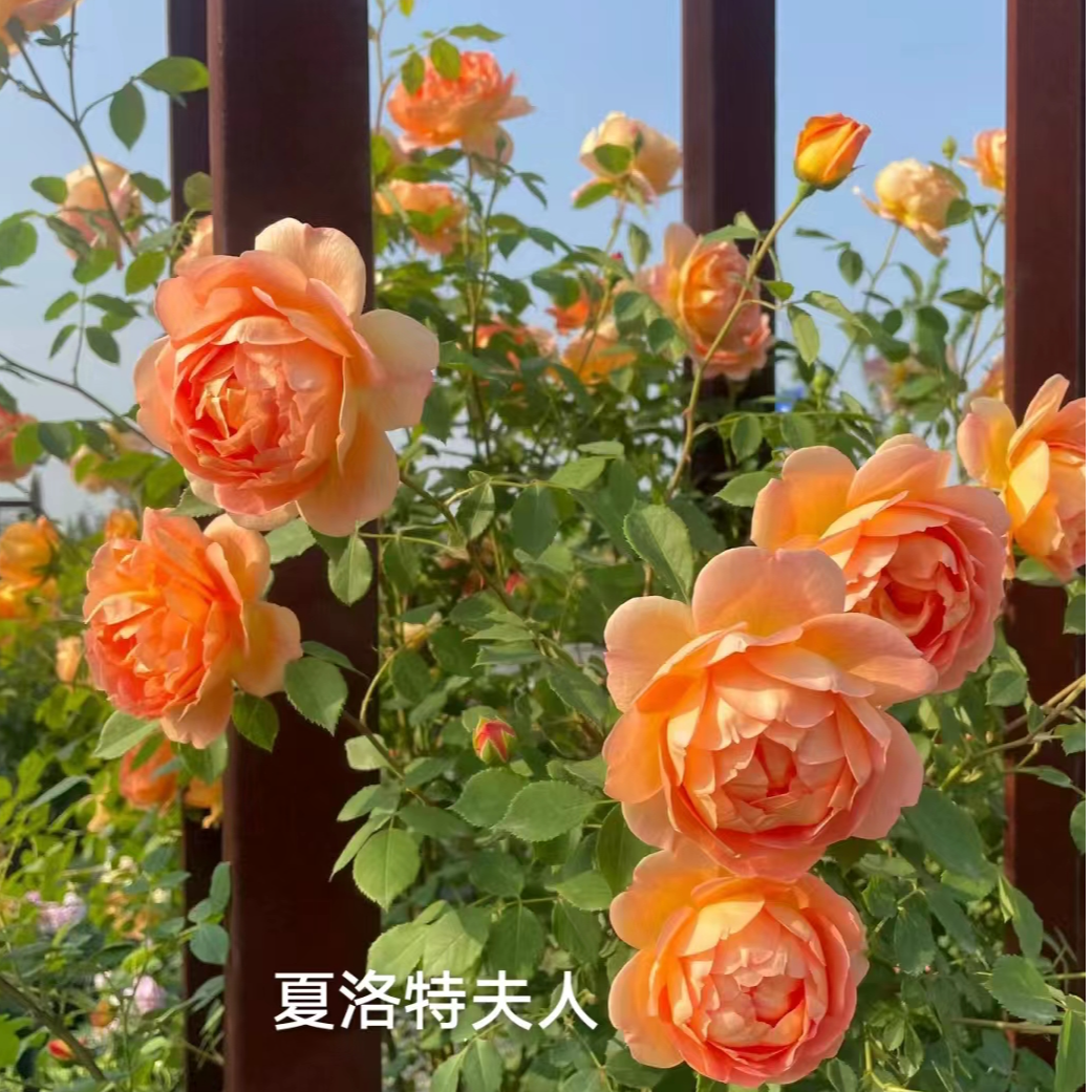 夏洛特夫人 特大苗开花月季藤本