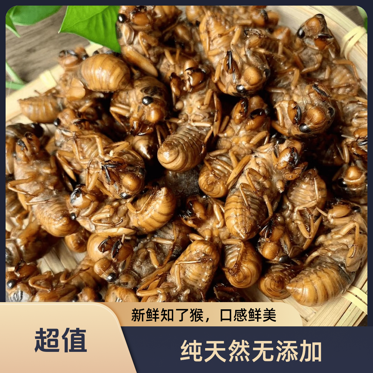 【三店优质推荐】新鲜杜仲  金禅 白禅爬叉  知了1猴  顺丰包邮