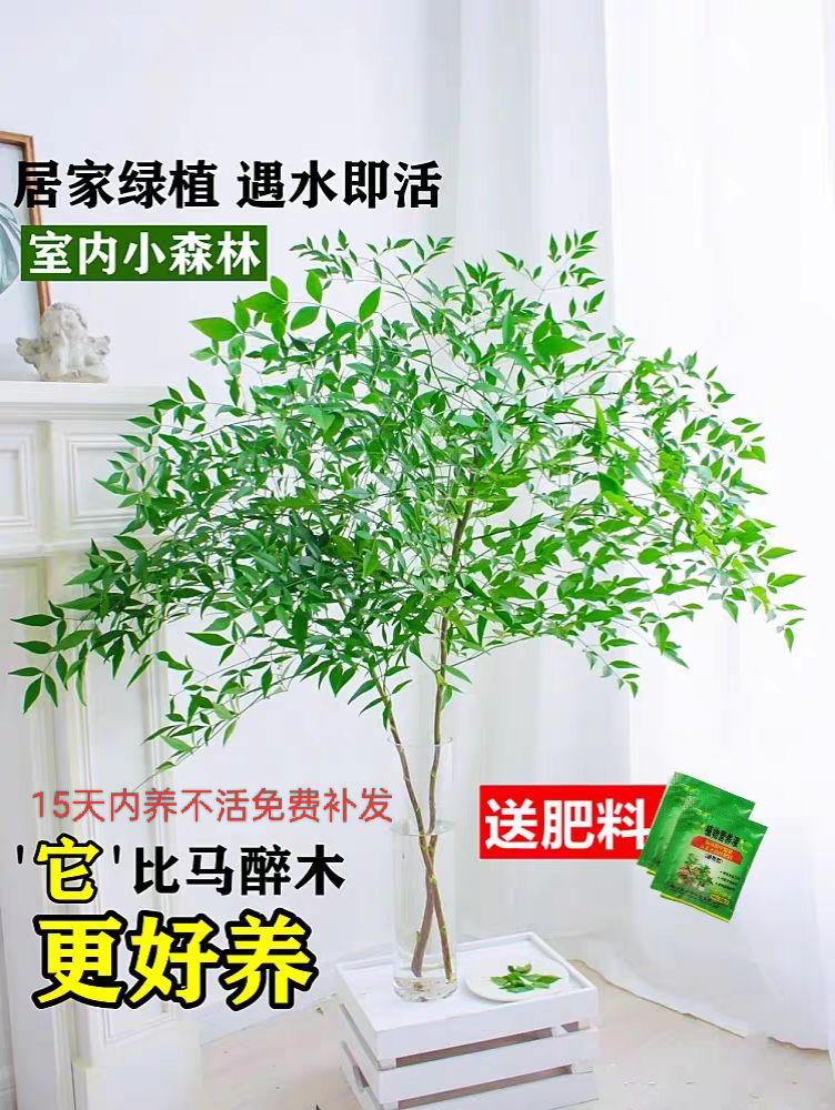  南天竹水培植物真树南天竹室内客厅水养绿植落地桌面懒人好养