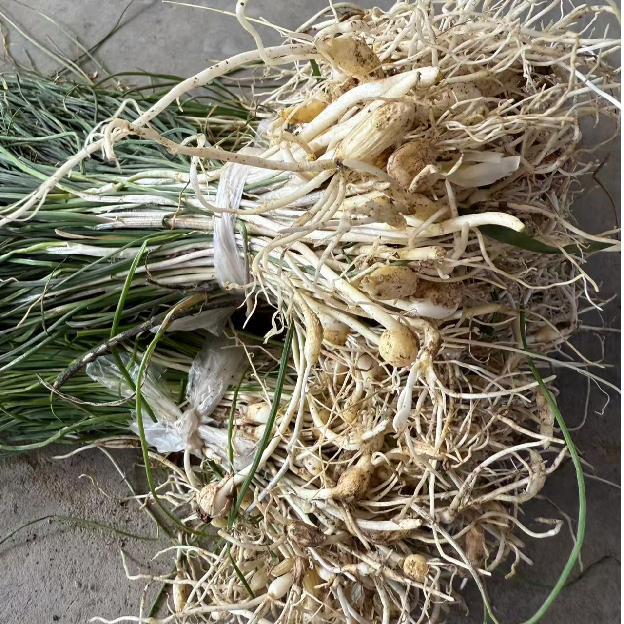 湖北农家菜  野韭菜包邮