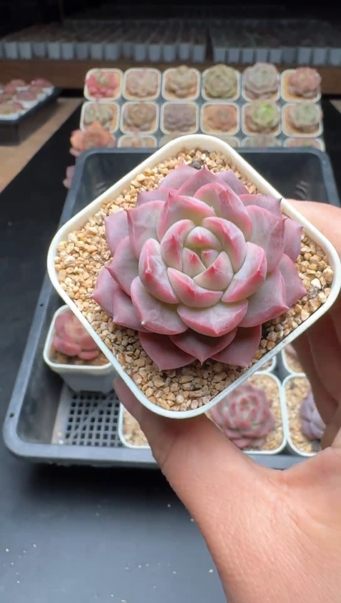 【闪购商品】012号一物一拍珍妮多肉花卉植物3颗起发