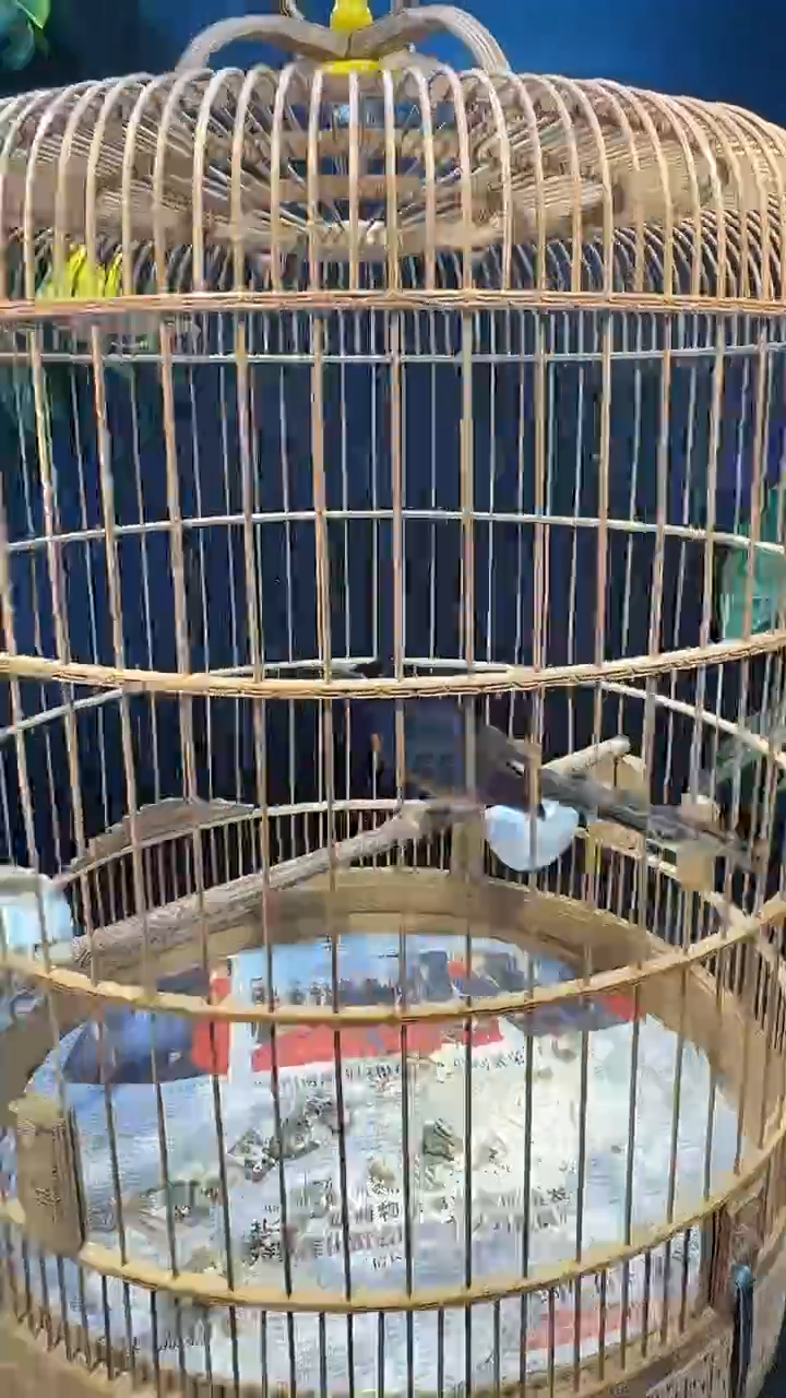 45号  长尾养笼  0元起拍