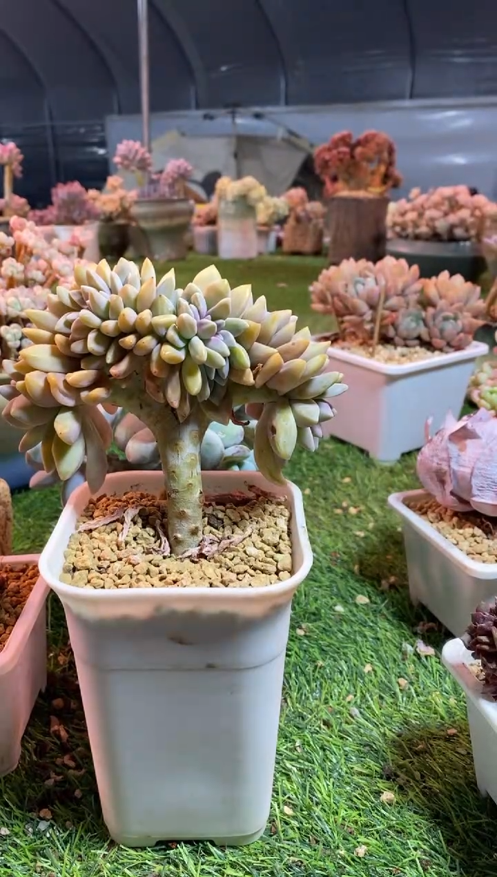 【闪购商品】0067a