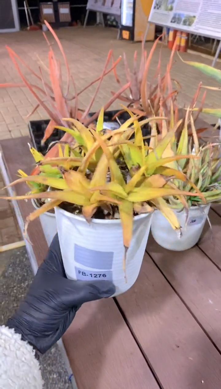 【闪购商品】原生芦荟脱土FB-1276