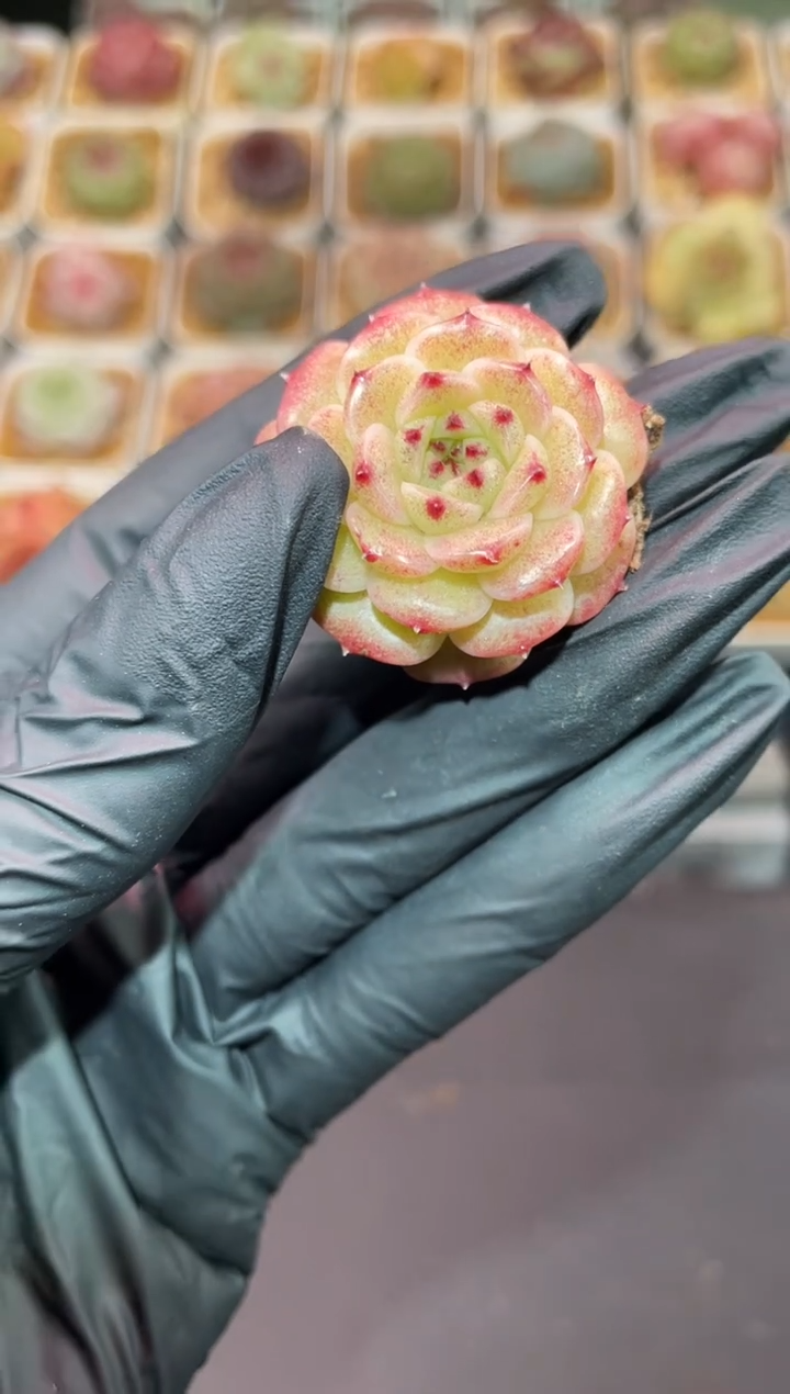 闪购209 花朵脸y-11多肉一颗  