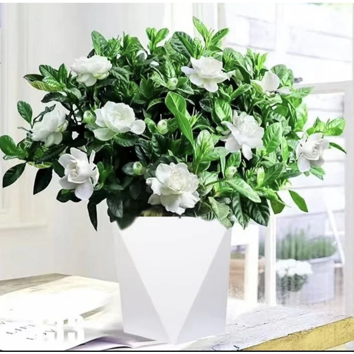 FH栀子花盆栽室内四季开花浓香型好养活绿植