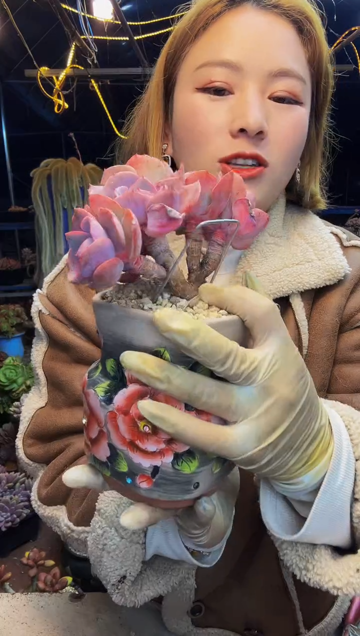 商****坊尘埃玫瑰小树一物一拍商城