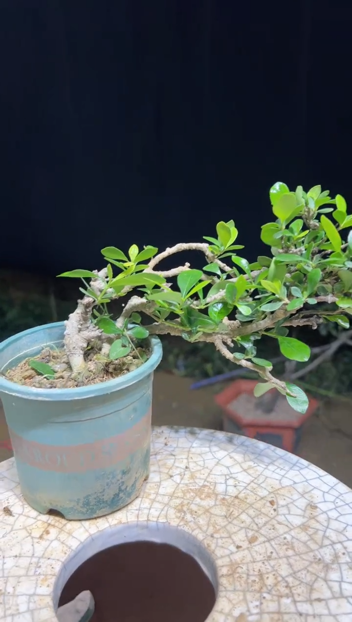 当前无花栽培后可以开花广****司海岛栀子花