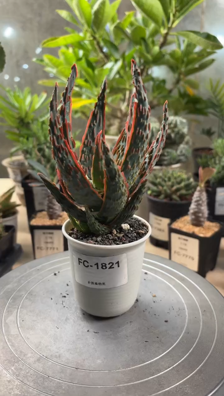 焰灵芦荟FC-1821