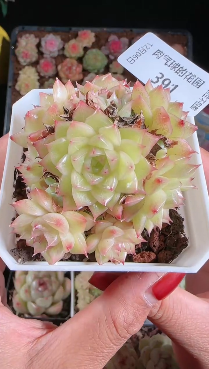 1206-391多肉群生不包整