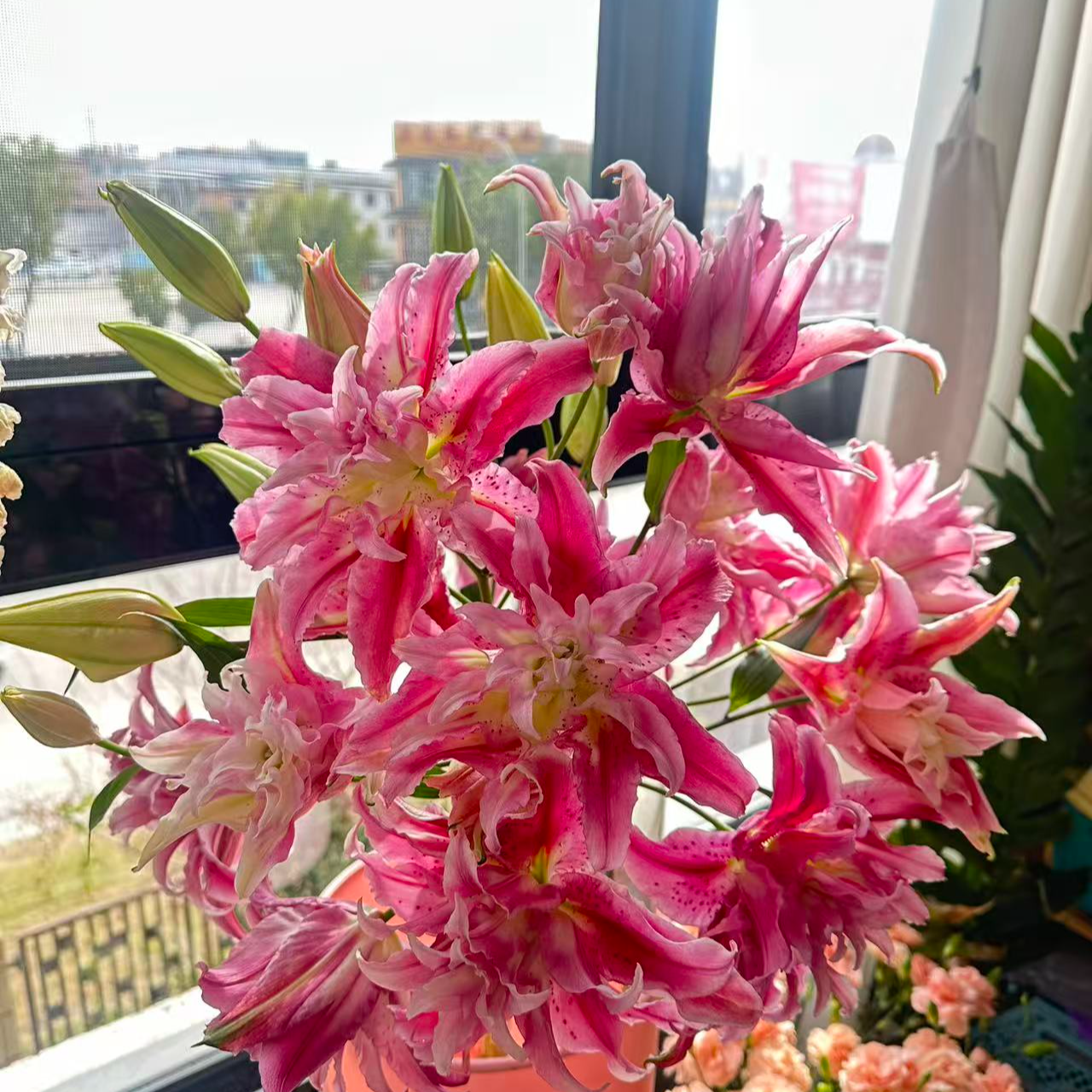 《上海种业》火烈鸟重瓣百合