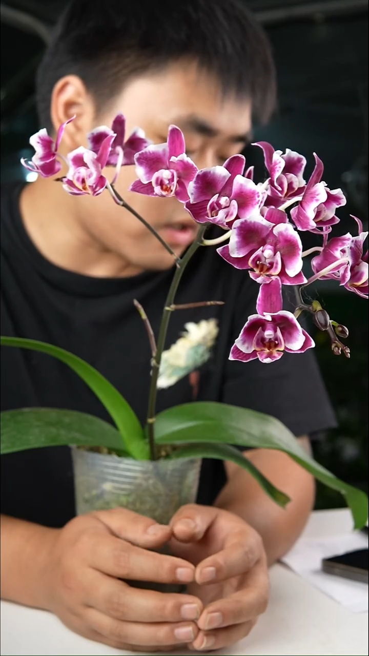 完全开放幻彩万花筒返祖叶瑕颈部有木质化介意勿拍带花不保花根少