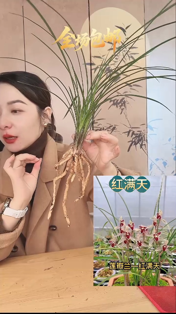 当前无花栽培后可以开花：红满天