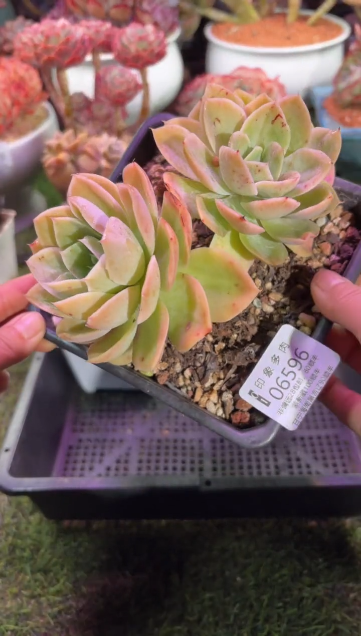 【闪购商品】06596