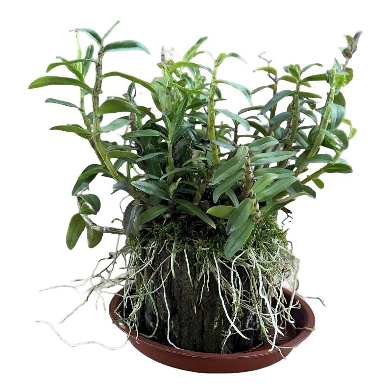 雁荡山铁皮石斛好养好养护