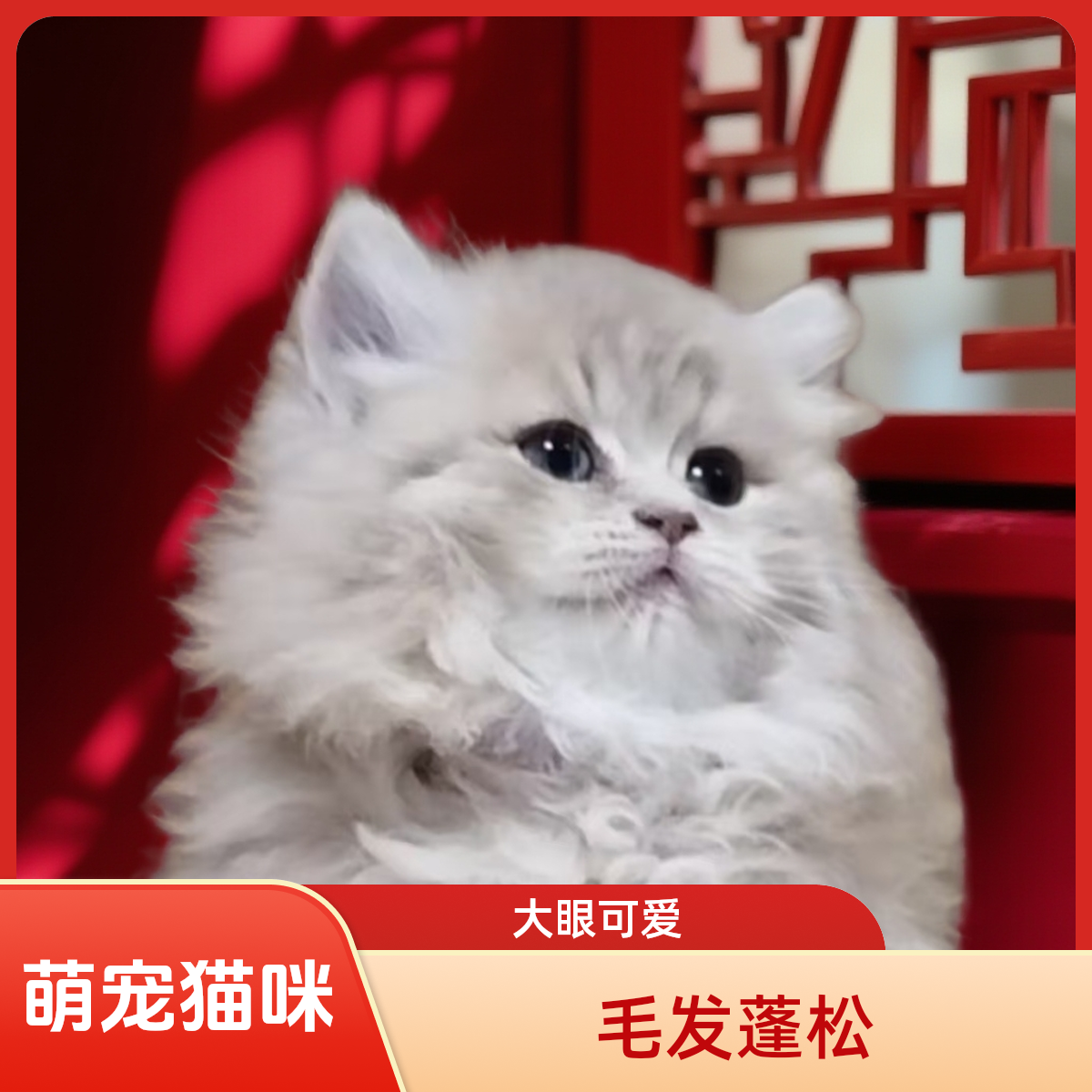 【紫福喵轩】熊版紫金渐层曼基康拿破仑活体猫咪 全款链接