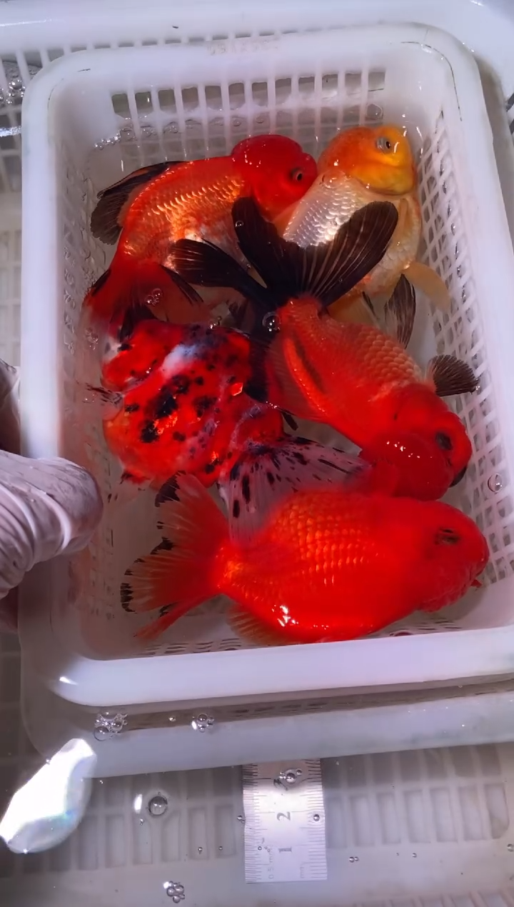 金鱼鱼之源一物一拍链接/无开箱视频不售后5