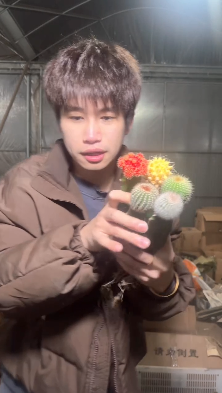 5色球 组合【嫁接】