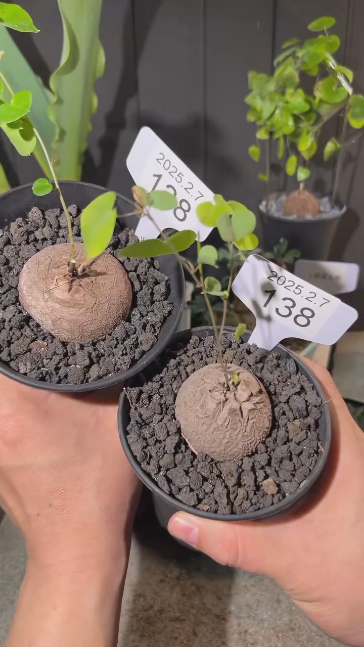 【闪购商品】南非龟甲龙2.7.138