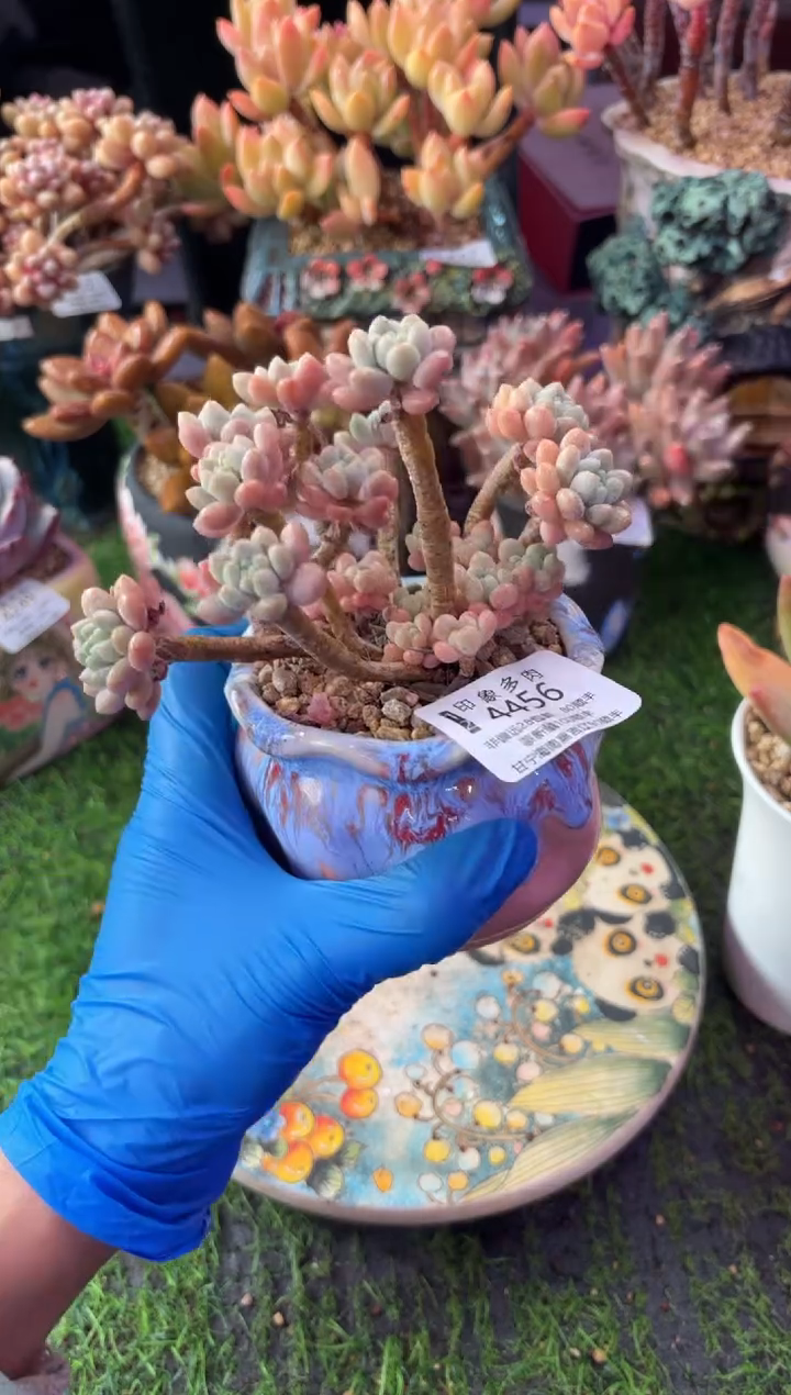 昆明印象多肉4456